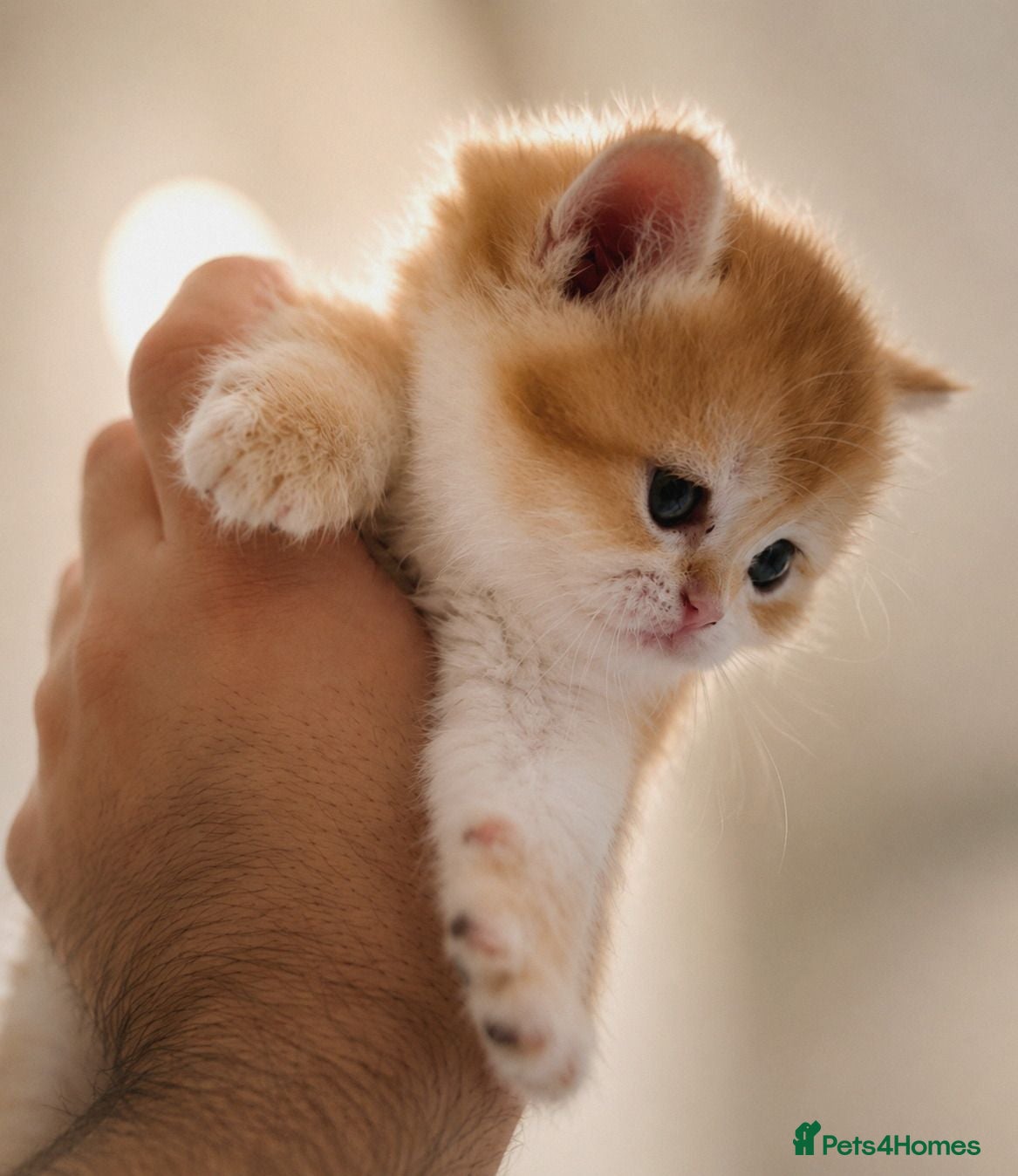 British Shorthair cats Golden shaded British Shorthair kittens Teddies  - Advert 15