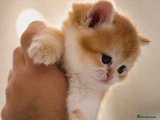 British Shorthair cats Golden shaded British Shorthair kittens Teddies - Advert 15