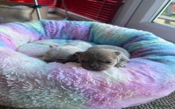 Chihuahua dogs for sale: Chihuahua puppies  - Image 5