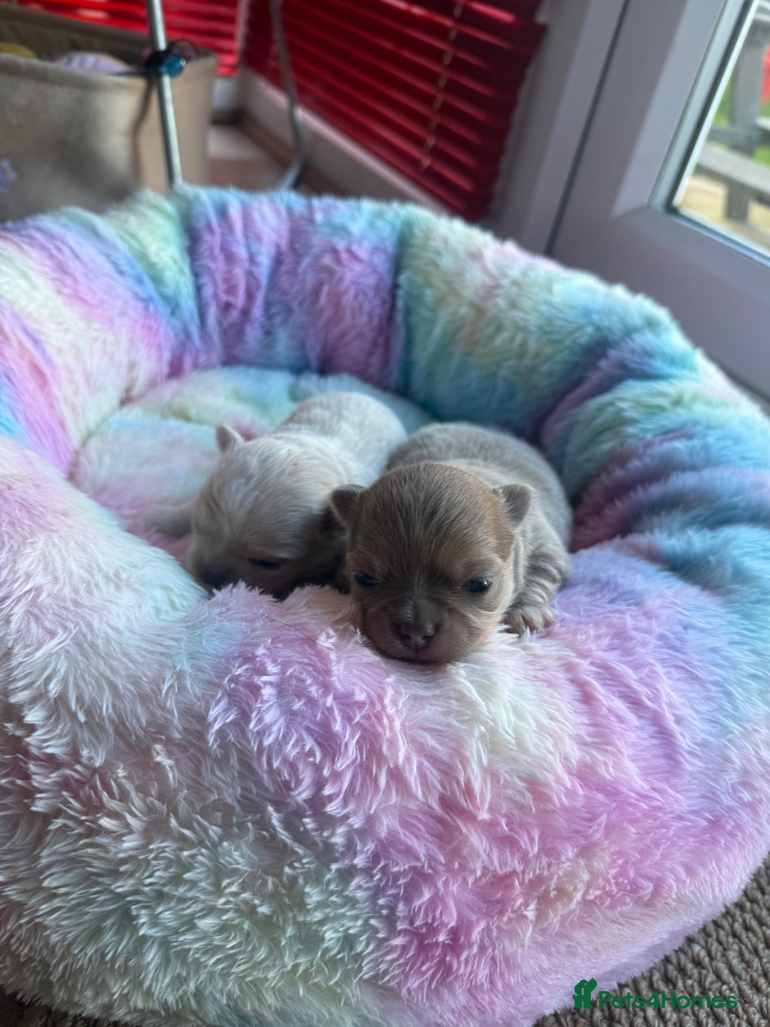 Chihuahua dogs for sale: Chihuahua puppies  - Image 5