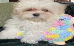Maltipoo dogs for sale: maltipoo puppies for sale  - Image 7