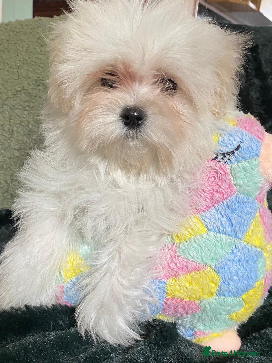 Maltipoo dogs for sale: maltipoo puppies for sale  - Image 7