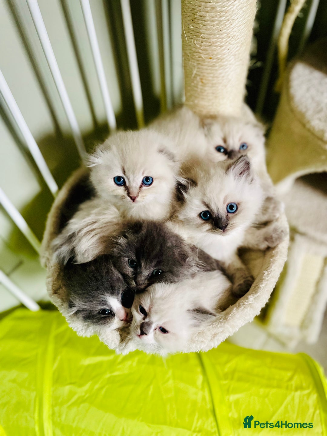 Ragdoll cats for sale: Exquisite, truly unique Ragdolls & Ragfold kittens - Advert 1