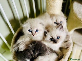 Ragdoll cats Exquisite, truly unique Ragdolls & Ragfold kittens - Advert 1