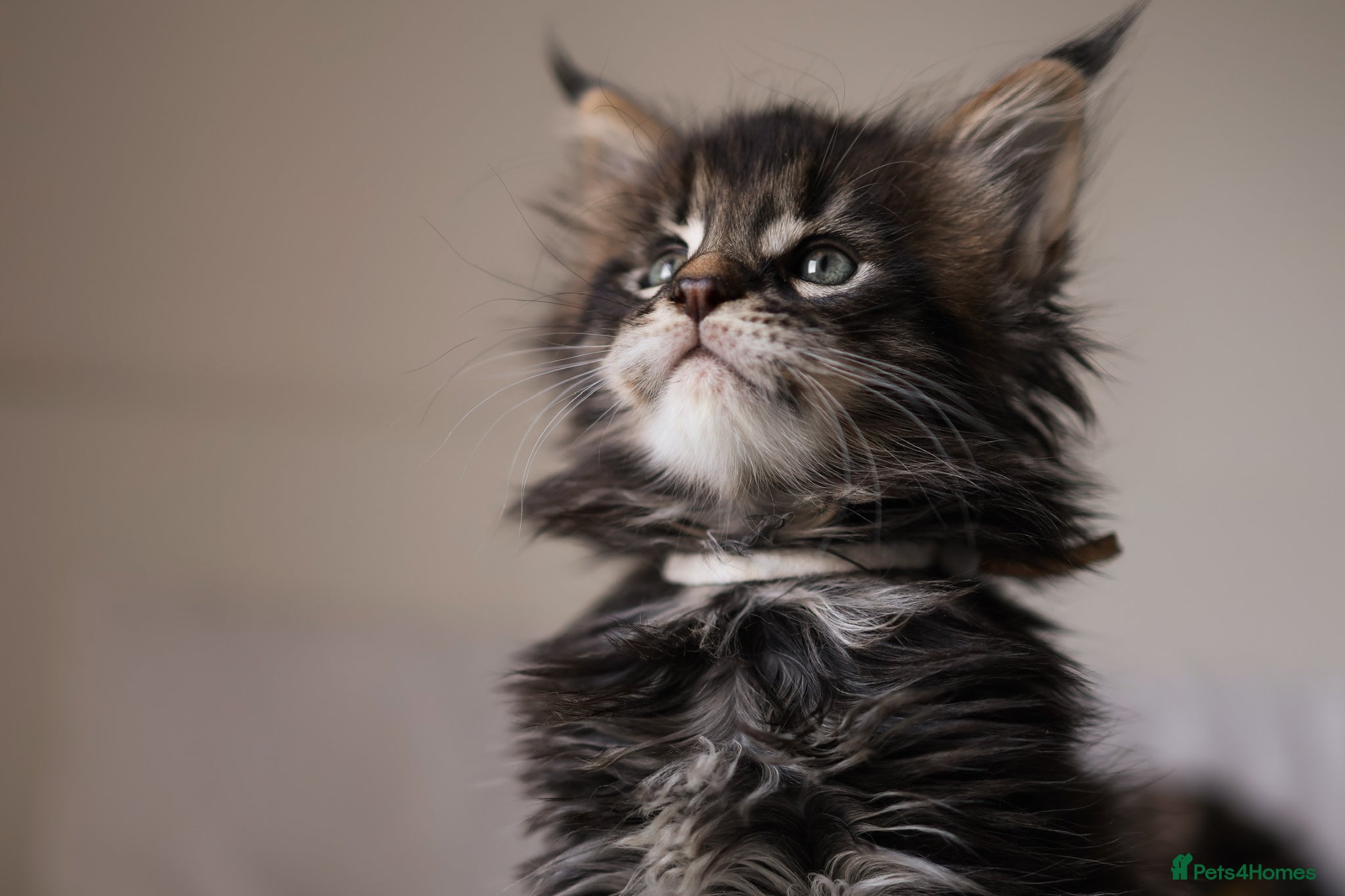 Maine Coon cats 3 beautiful Russian import Maine coon kittens TICA - Advert 2