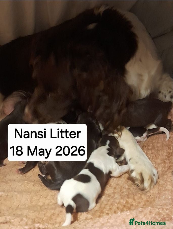 Sprocker dogs Beautiful Chocolate and Liver & White Sprockers  - Advert 2