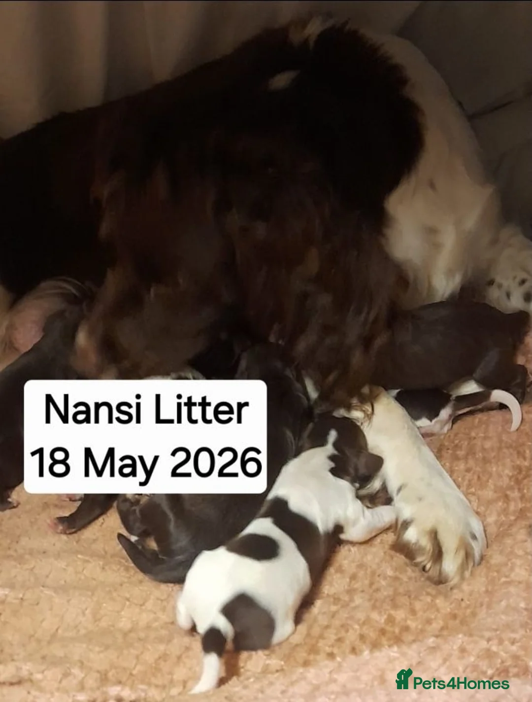 Sprocker dogs for sale: Beautiful Chocolate and Liver & White Sprockers  - Advert 1