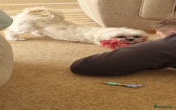 Malshi dogs for sale: ❤️ Loving Home Wanted for Our Beautiful Penny ❤️ - Image 9