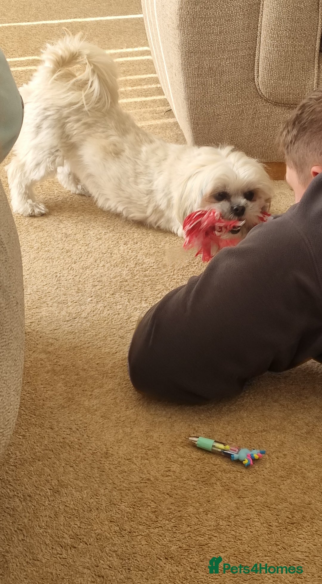 Malshi dogs for sale: ❤️ Loving Home Wanted for Our Beautiful Penny ❤️ - Image 9