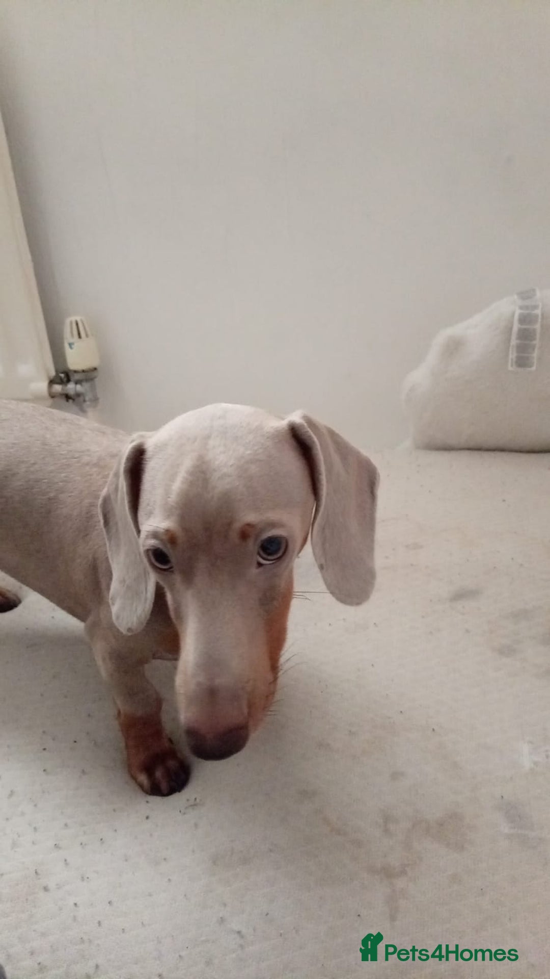 Miniature Dachshund dogs for stud: Miniature dachshund - Advert 5