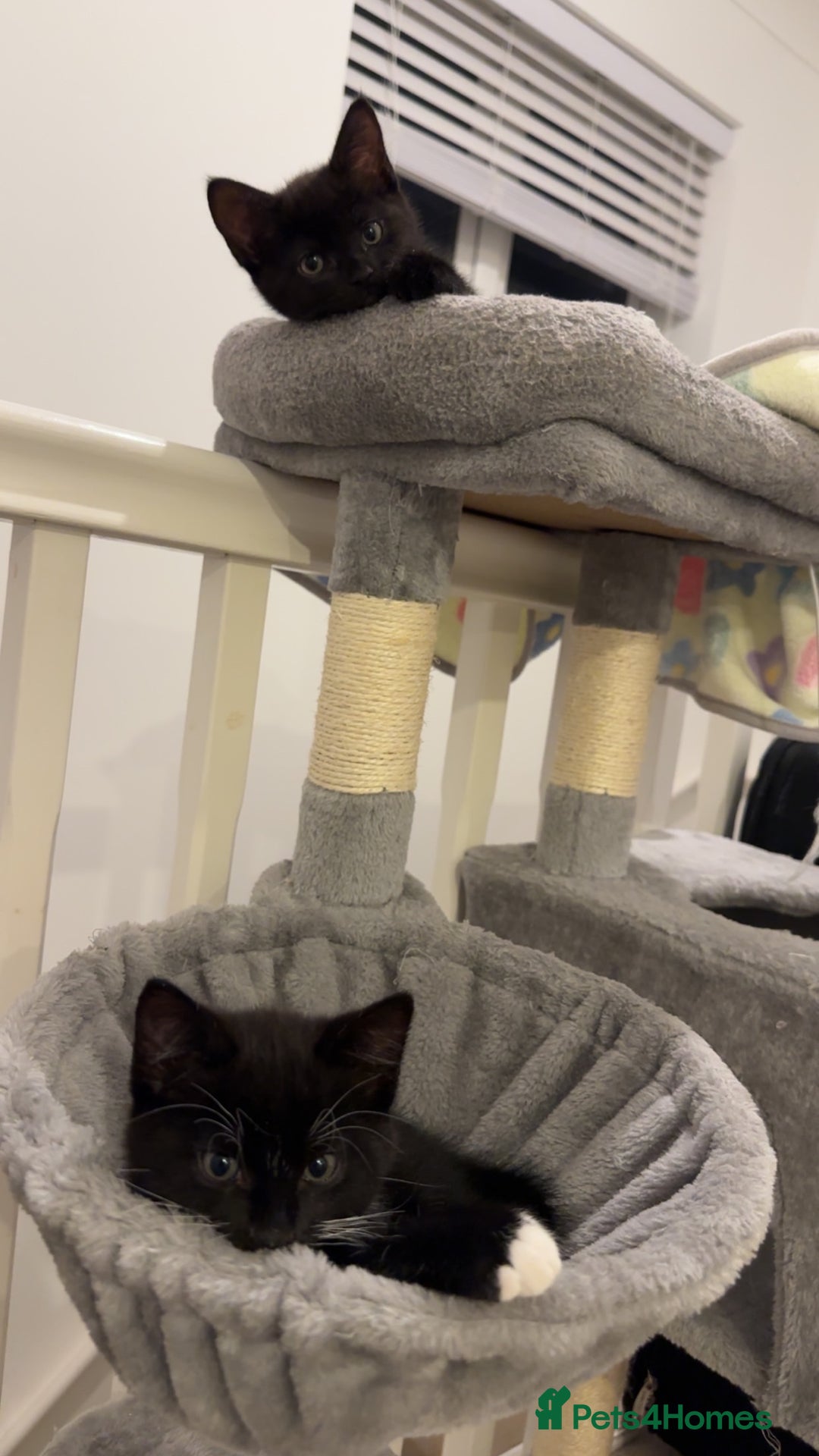 Mixed Breed cats for sale: 2 half tabby male kittens  - Advert 6