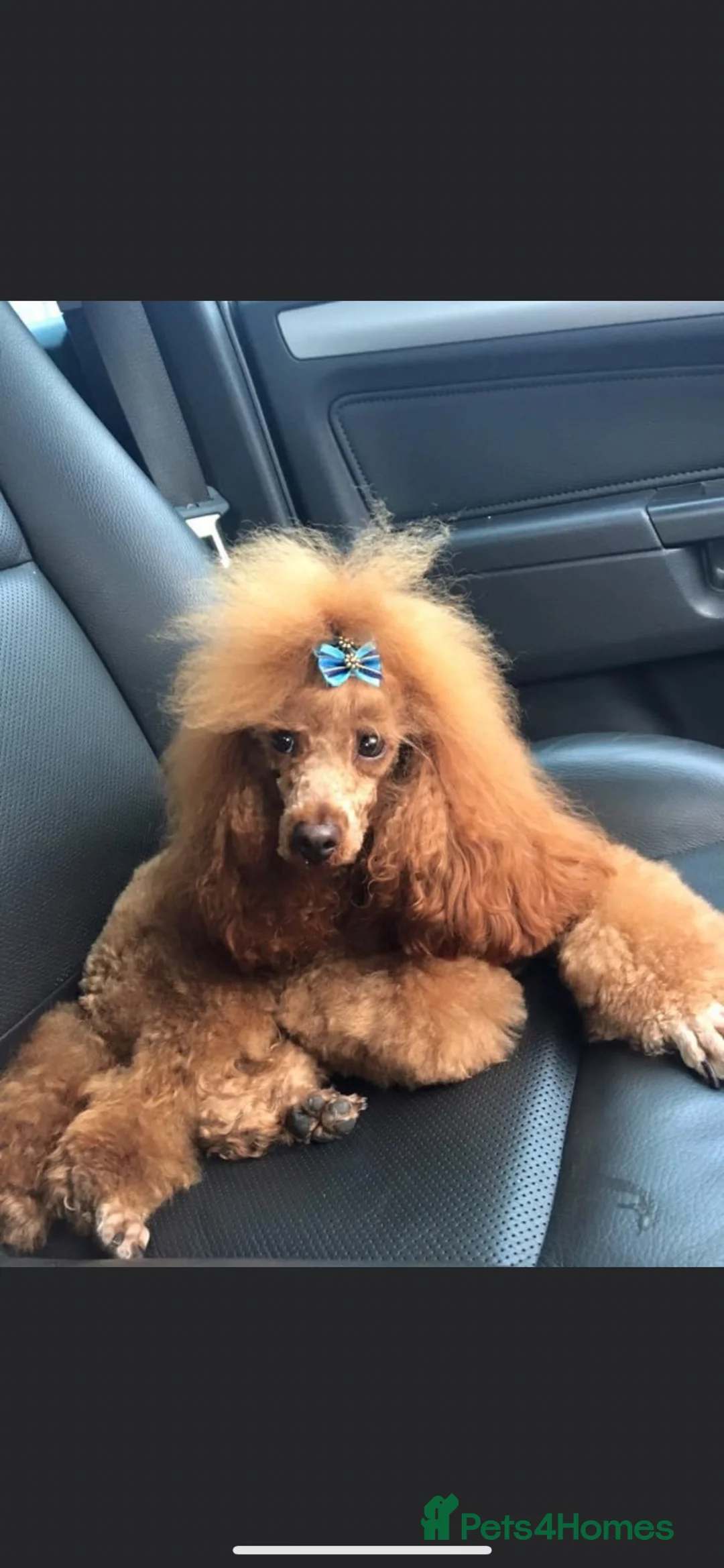 Cavapoo dogs for sale: F1 Red Toy Cavapoo Puppies 5* home bred DNA  - Advert 32