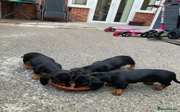 Dachshund dogs for sale: Dachshund Girl Puppies Absolutely Gorgeous  - Image 9