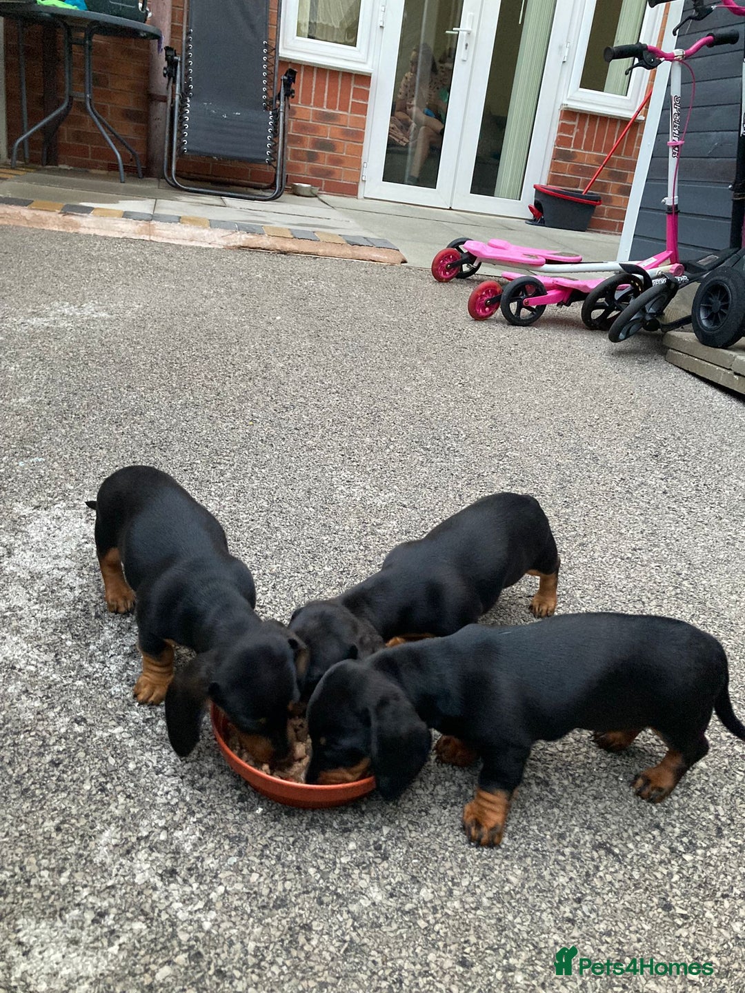 Dachshund dogs for sale: Dachshund Girl Puppies Absolutely Gorgeous  - Image 9