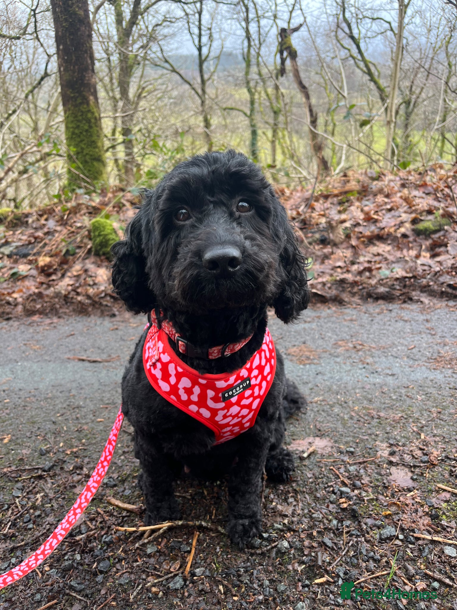 Mixed Breed dogs Sprockapoo puppies 🐶 🏠  - Advert 13