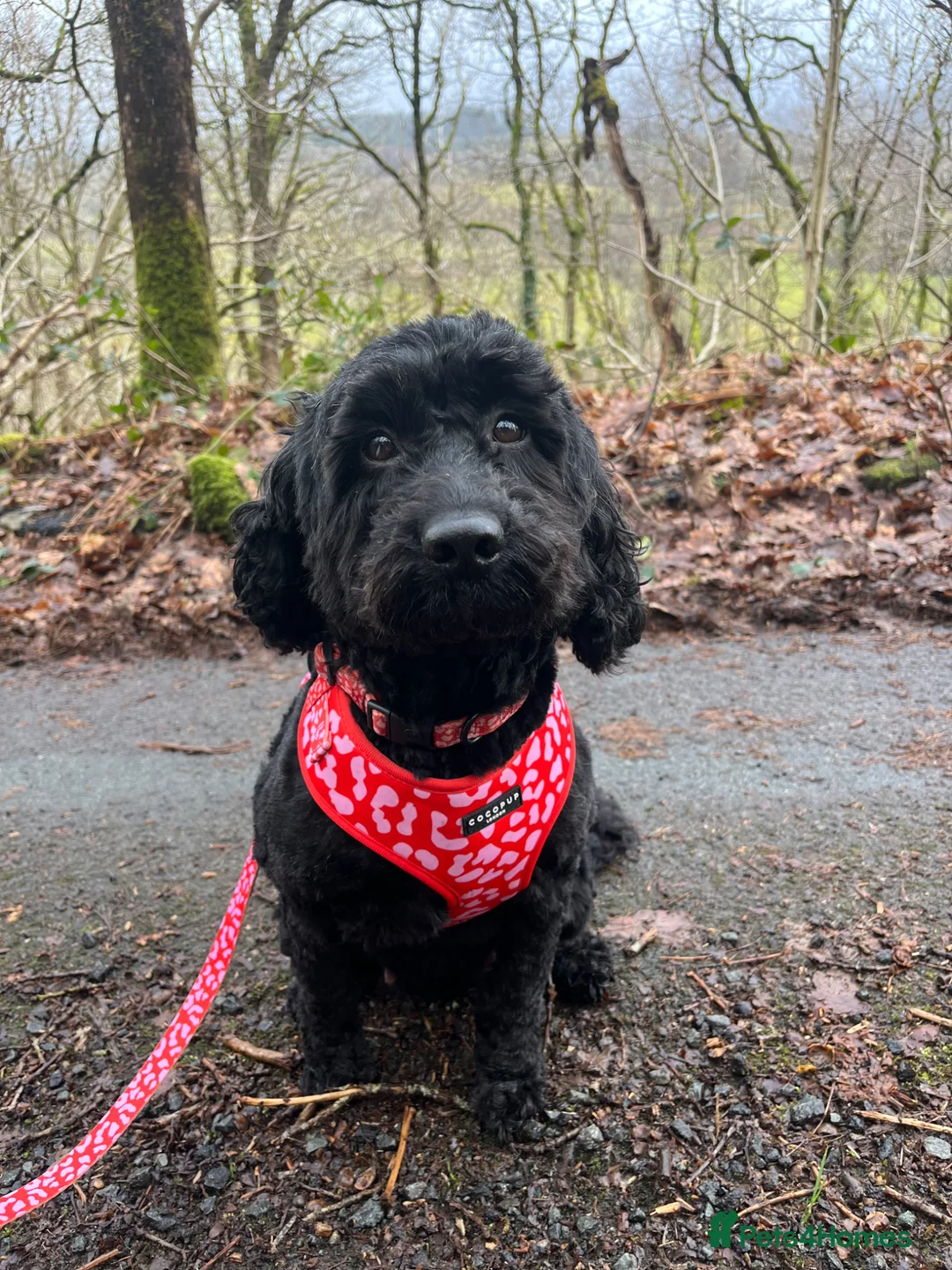 Mixed Breed dogs for sale: Sprockapoo puppies 🐶 🏠  - Advert 2