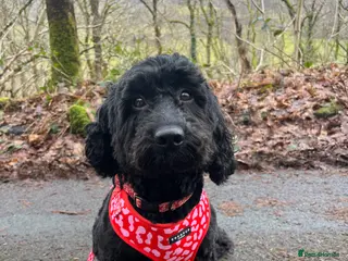 Mixed Breed dogs Sprockapoo puppies 🐶 🏠 - Advert 14