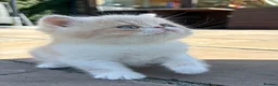 Exotic cats for sale: Exotic kittens two female  - Advert 1