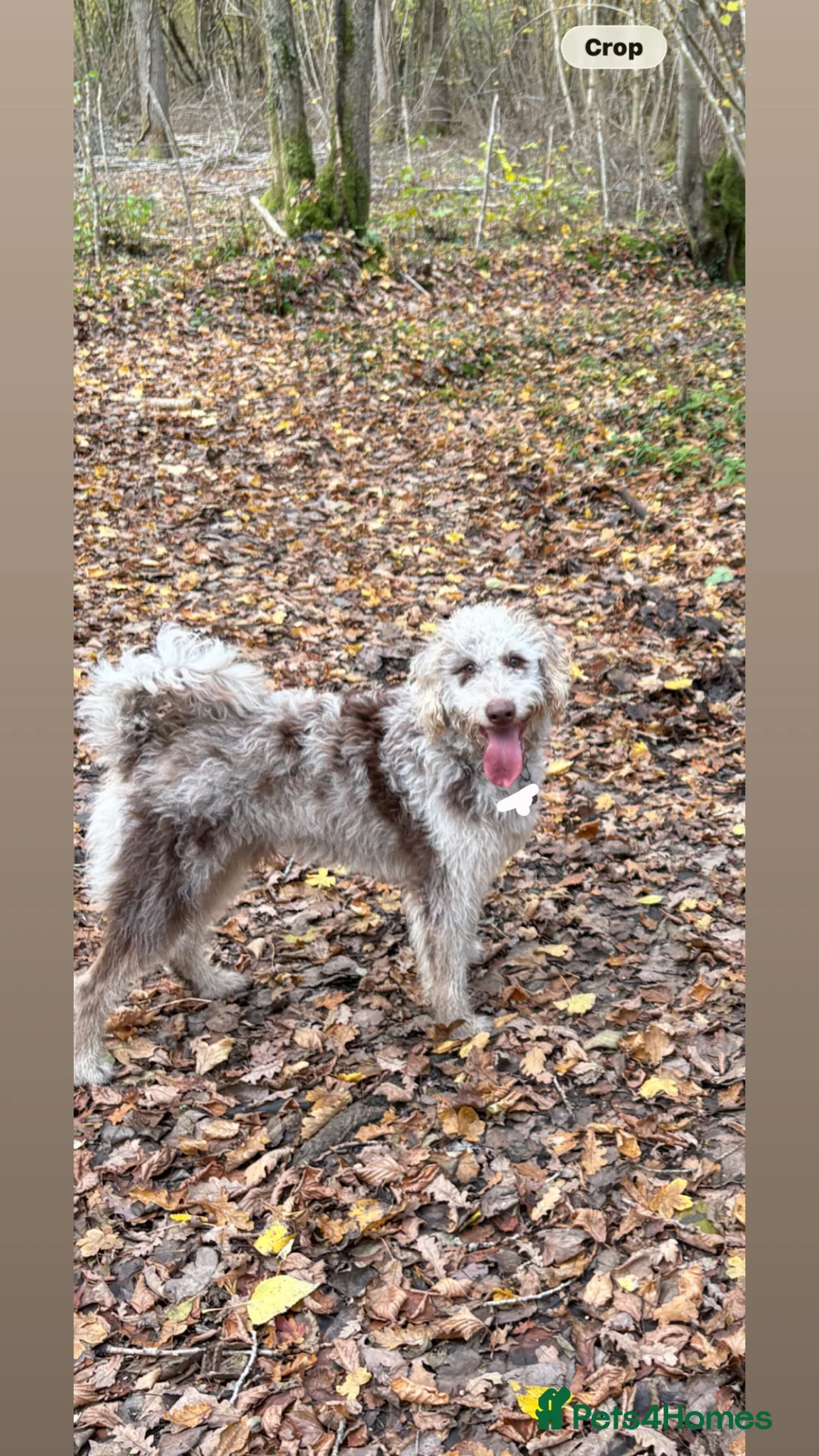 Labradoodle dogs for stud: Male miniature merle labradoodle stud - Advert 2