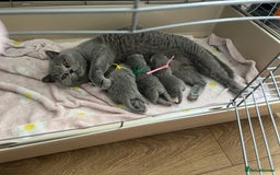 British Shorthair cats for sale: GCCF BSH KITTEN( female) - Image 5
