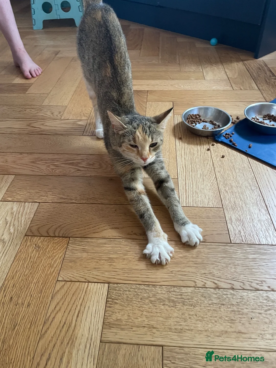 Mixed Breed cats for sale: Beautiful tabby mixed coloured cat - Advert 2