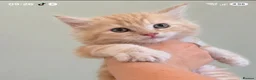 Maine Coon cats for sale: Available- Mainecoon kittens 😸 🥰😍 - Advert 2