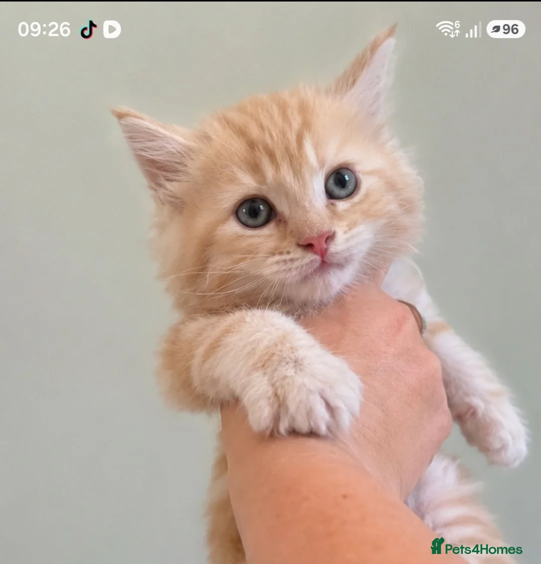 Maine Coon cats for sale: Available- Mainecoon kittens 😸 🥰😍 - Advert 2