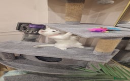 British Shorthair cats for sale: British Shorthair Silver Chinchilla  - Image 20