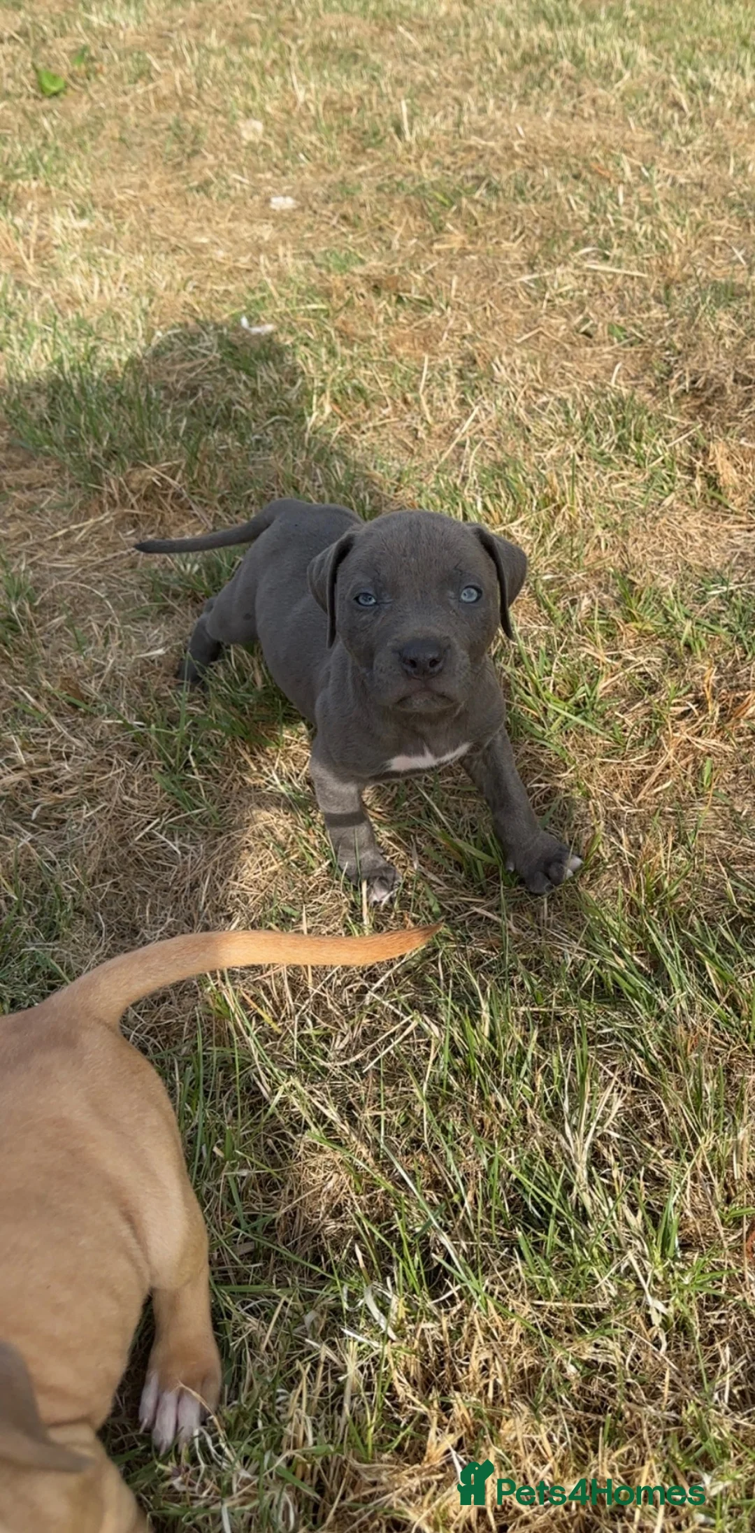 Staffordshire Bull Terrier dogs for sale: Gorgeous Staffordshire bullterrier pups - Advert 1