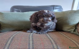 Cocker Spaniel dogs for sale: 1 beautiful kc reg show cocker puppy for sale - Image 4