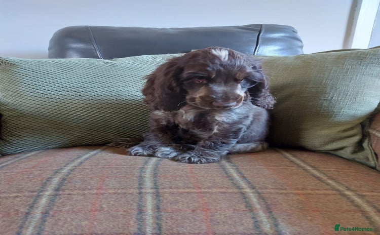 Cocker Spaniel dogs - Advert 1