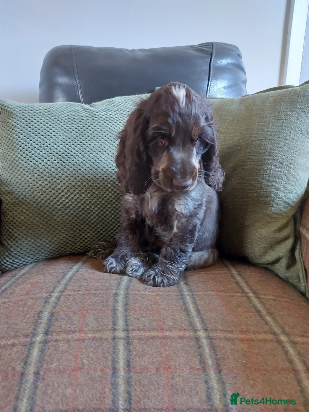 Cocker Spaniel dogs for sale: 1 beautiful kc reg show cocker puppy for sale - Image 4