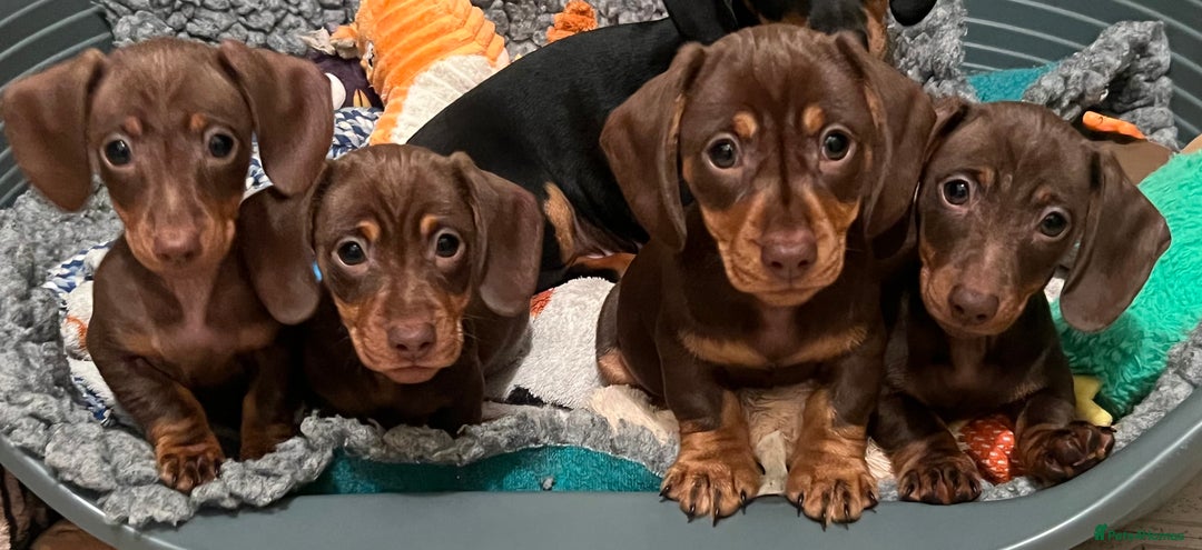 Miniature Dachshund dogs for sale: Ready Now! 3 male miniature smooth dachshunds - Advert 6