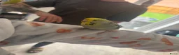 Budgerigars birds for sale: 4 budgies and full set up - Advert 5