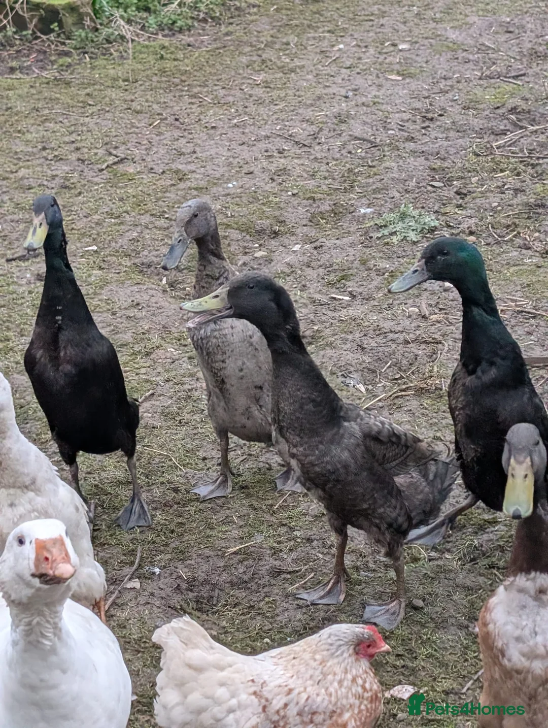 Mixed Breed poultry for sale: Runner ducks, chickens, geese  - Advert 3