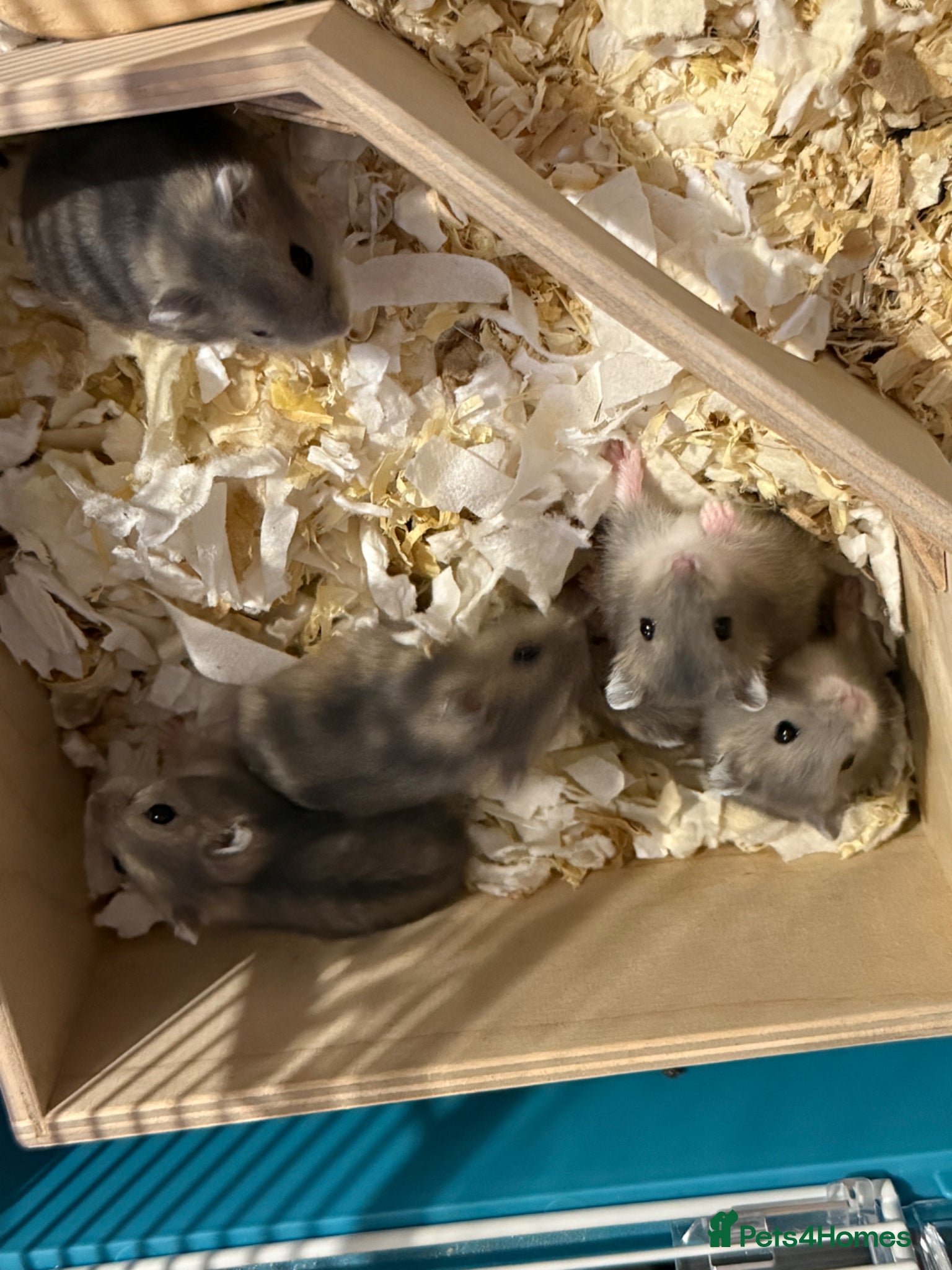 Hamster rodents Baby dwarf hamsters - Advert 14