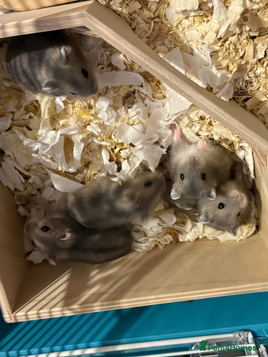 Hamster rodents for sale: Baby dwarf hamsters in Castleford - Advert 1