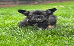 French Bulldog dogs for sale: FLUFFY FRENCHIE 🧸 YORKSHIRE'S RAREST LONG-HAIRED - Image 4