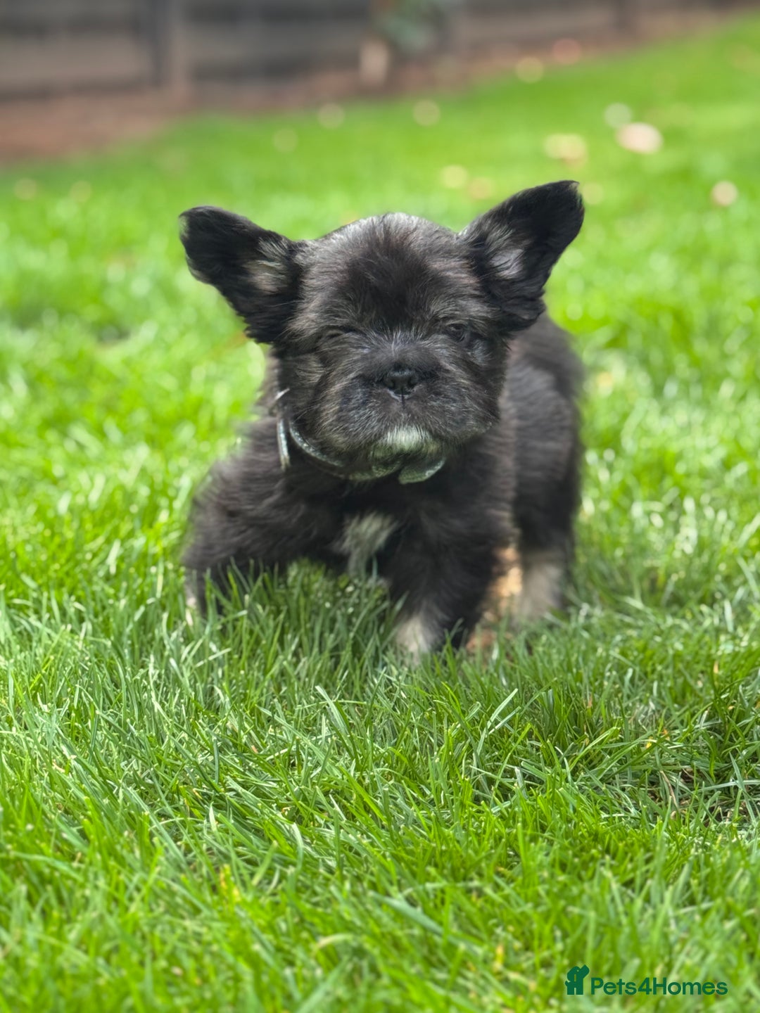 French Bulldog dogs for sale: FLUFFY FRENCHIE 🧸 YORKSHIRE'S RAREST LONG-HAIRED - Image 4