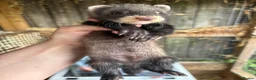 Ferret rodents for sale: European polecat x ferret kids - Advert 7