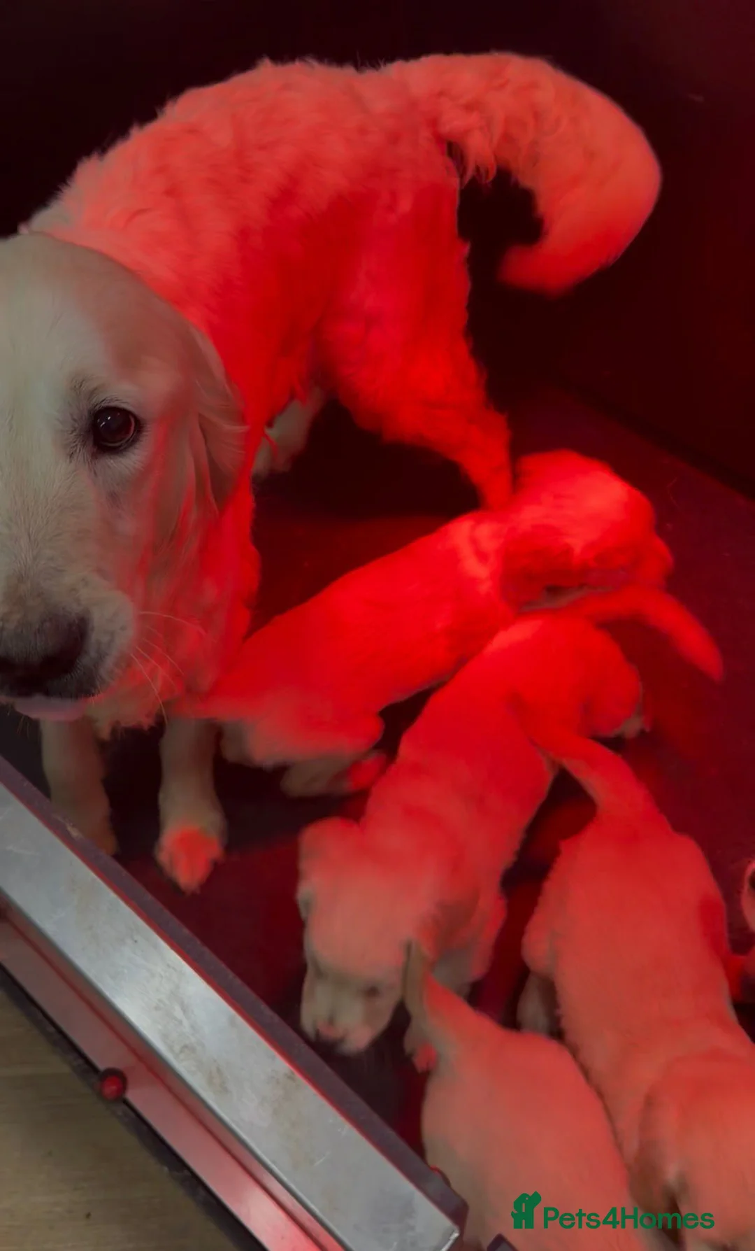 Golden Retriever dogs for sale: Pedigree Golden Retriever Cream Female - Advert 2