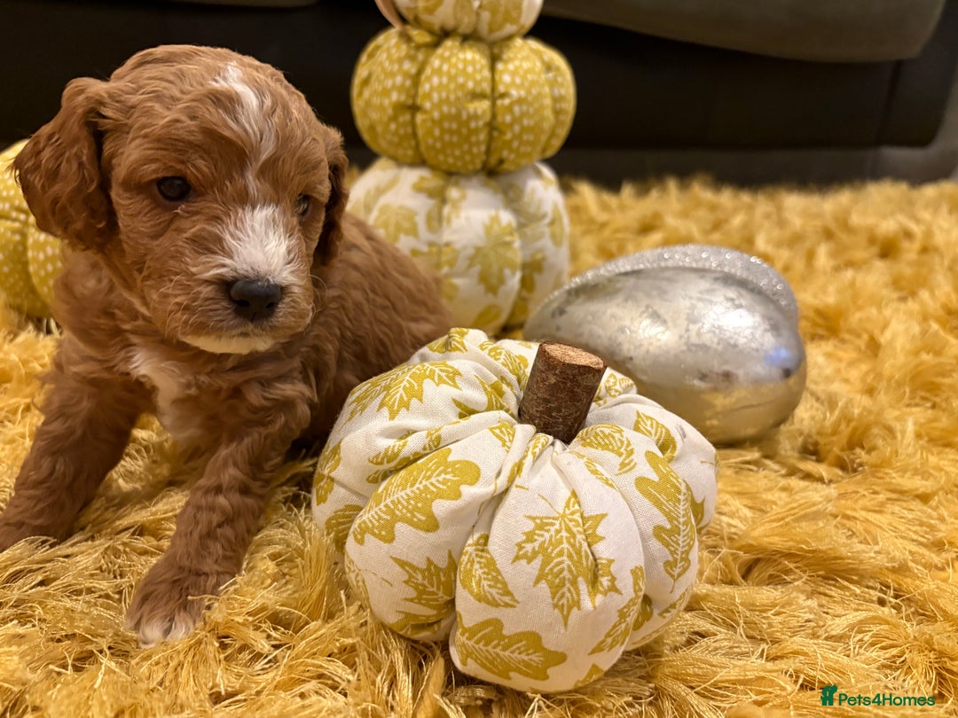 Cavapoo dogs for sale: Adorable Toy Cavapoo puppies ready on 3rd November - Image 23
