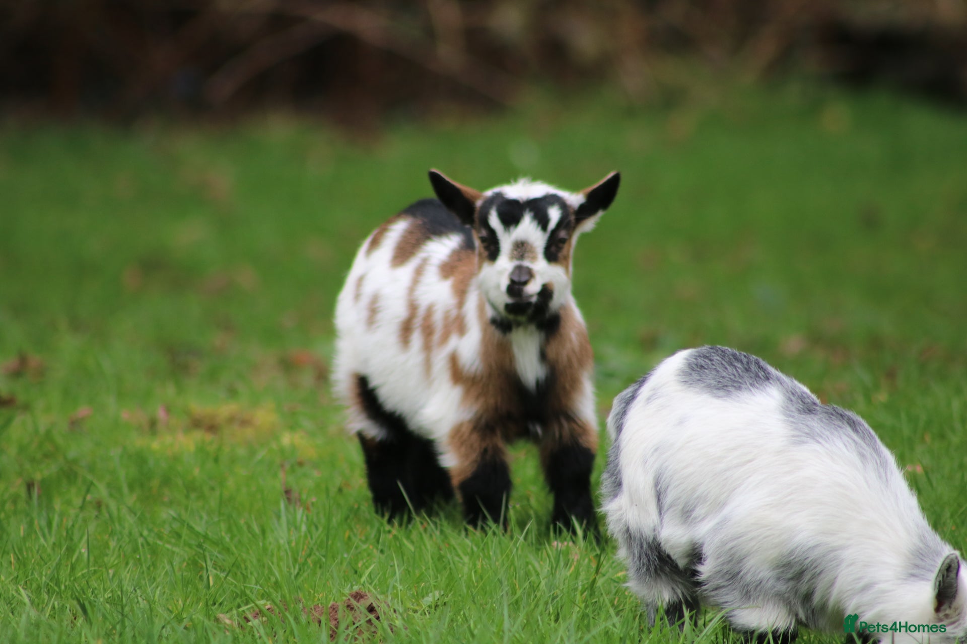 Goats livestock Pygmy Goat Club registered goats  - Advert 3