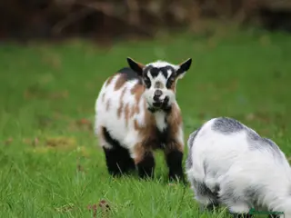 Goats livestock Pygmy Goat Club registered goats - Advert 3