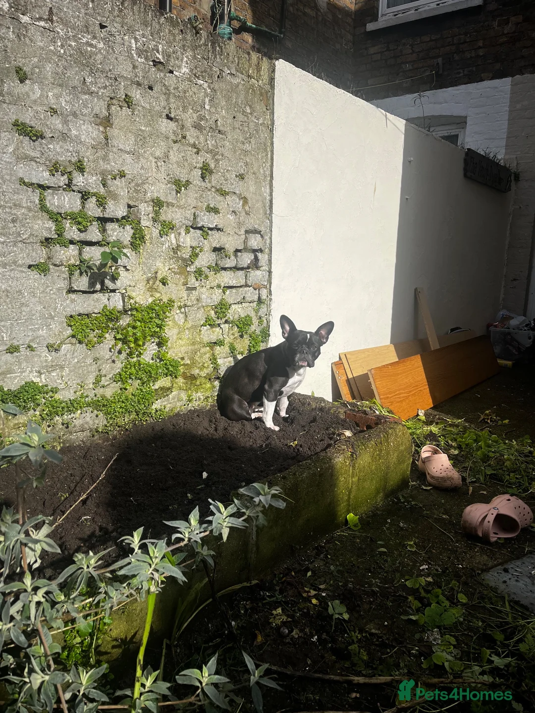 Mixed Breed dogs for sale: Frenchie x staffie female dog  - Advert 2