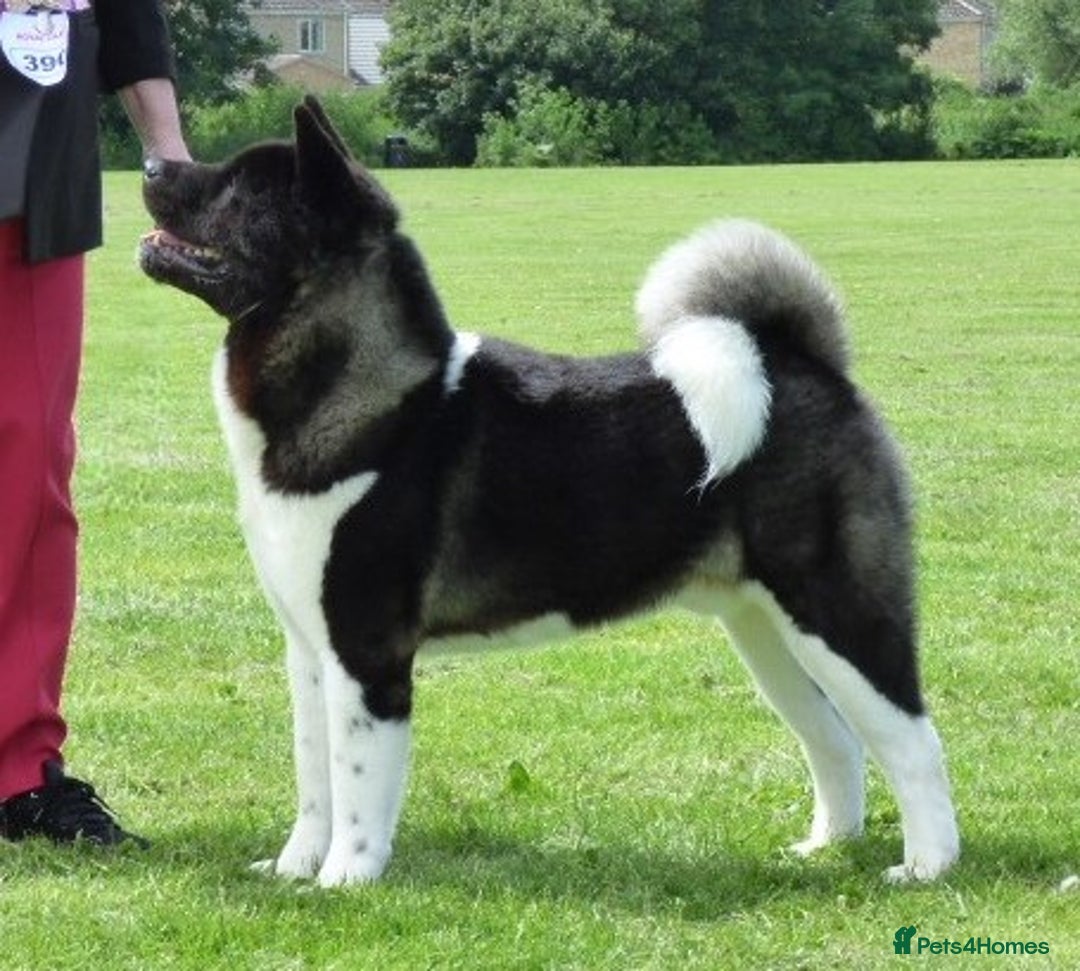 Akita dogs for sale: Quality Akita Babies (& KC Registered) - Image 5