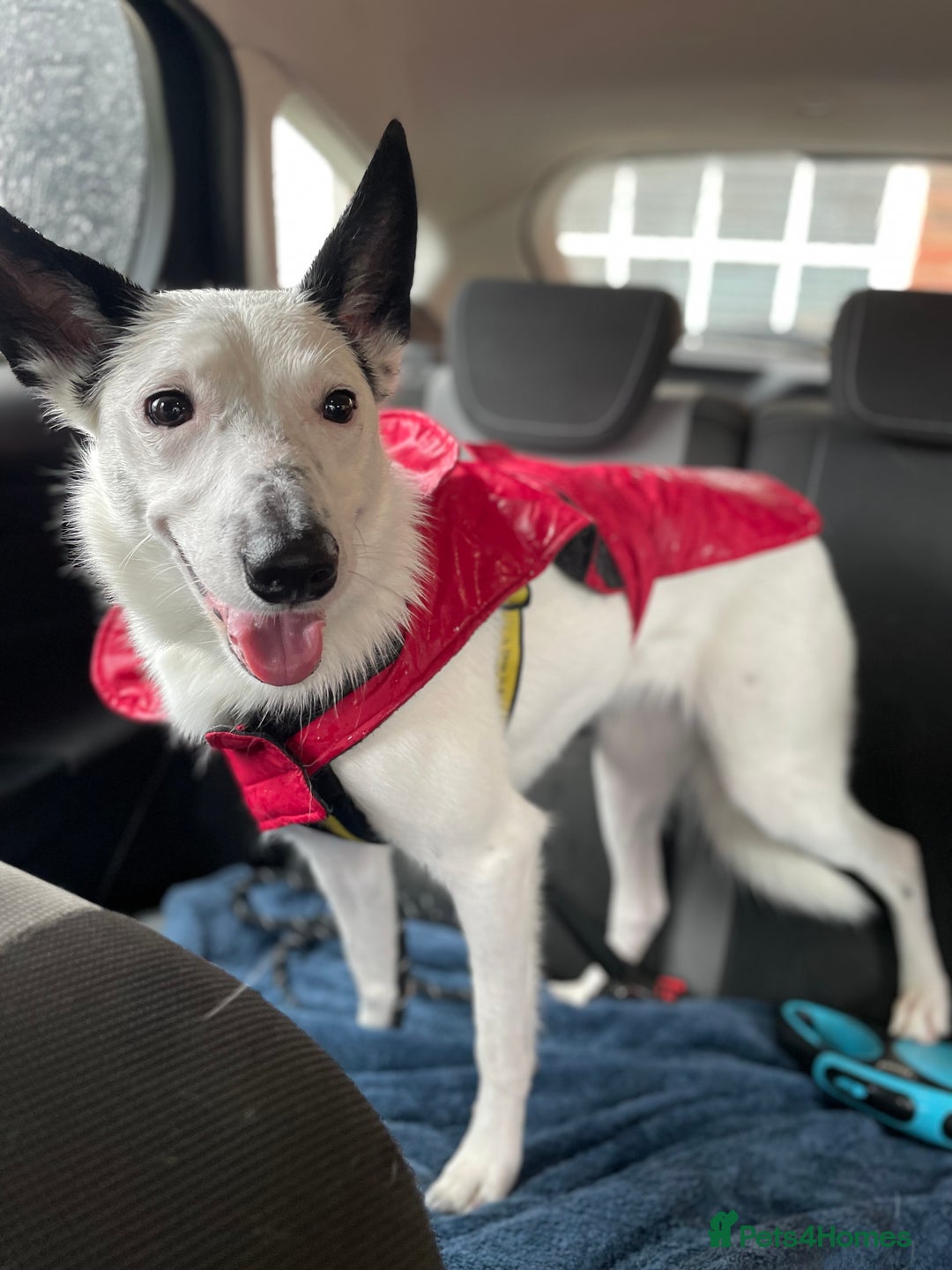 Border Collie dogs for sale: Koda is looking for her new home - Advert 7