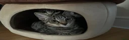 British Shorthair cats for sale: Mother and daughter for sale in Nottingham - Advert 2