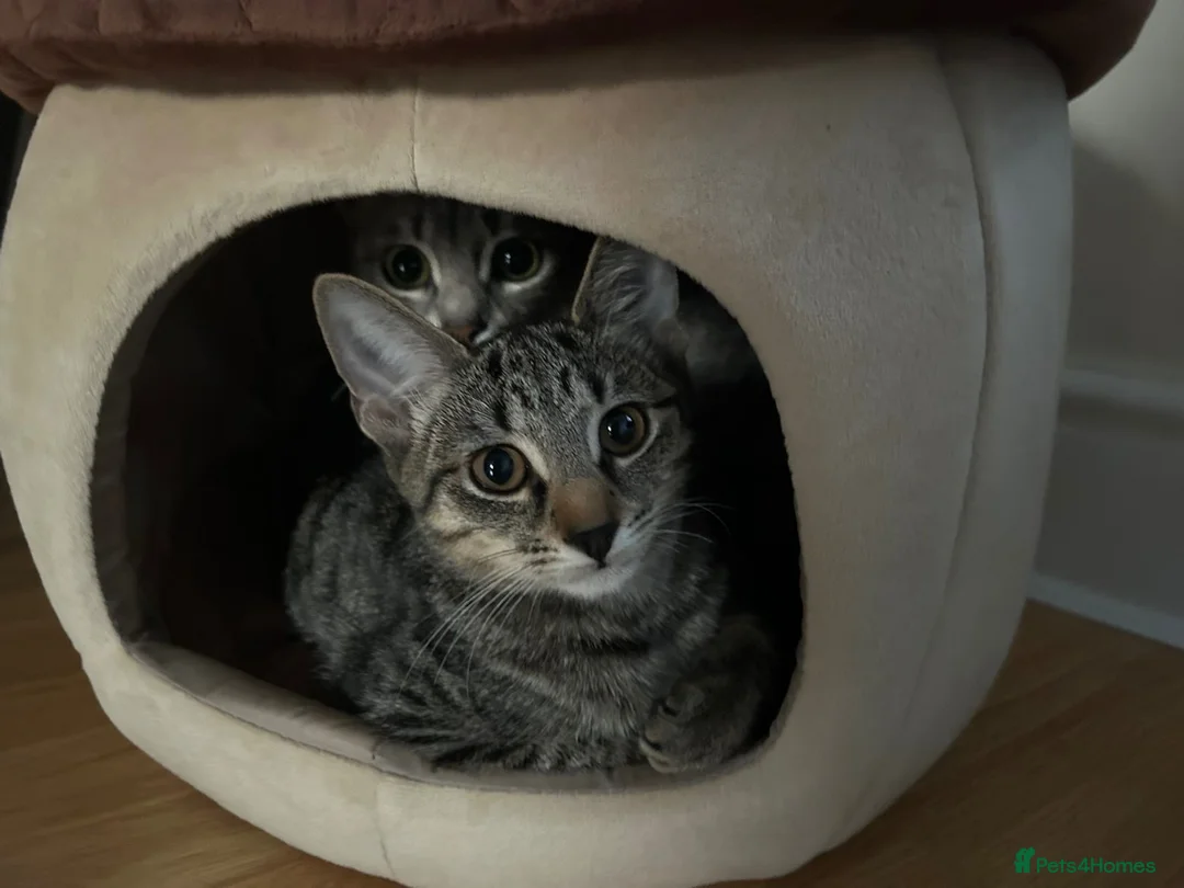 British Shorthair cats for sale: Mother and daughter for sale in Nottingham - Advert 2