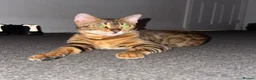 Bengal cats for sale: Adorable Kittens Ready Now! Meet Your New Bestie😻 - Advert 1